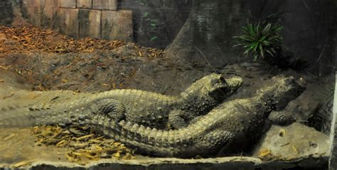Crocodiles | SEA LIFE Great Yarmouth Aquarium