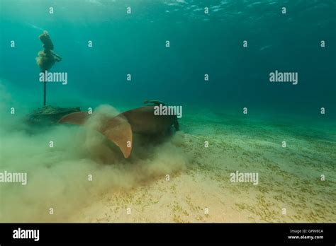 Dugong (dugong dugon) or seacow in the Red Sea Stock Photo - Alamy