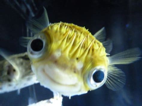 Gallery Of Smiling Adorable Baby Puffer Fish | Beautiful sea creatures, Exotic fish, Beautiful fish