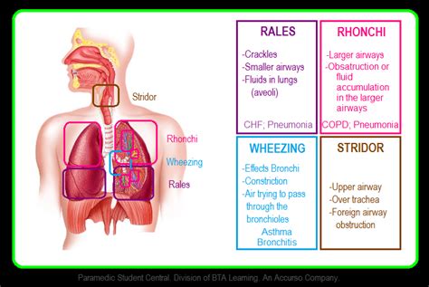 respiratory sounds ronchi rales - Google Search | Paramedic student, Emergency nursing, Lung sounds