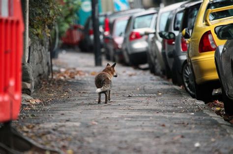 Study reveals one key way foxes are evolving to become more like pets