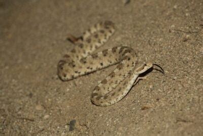 17 Interesting Sidewinder Rattlesnake Facts (with Pictures)