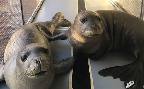 2 rescued Hawaiian monk seal pups recovering at Big Island facility | Honolulu Star-Advertiser