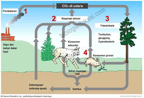 Penjelasan Siklus Karbon Secara Rinci - Biologi Edukasi: Belajar Sains Biologi