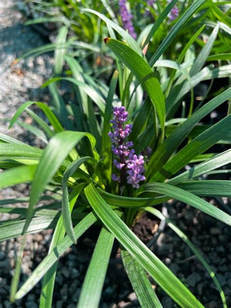 Liriope muscari ' Royal Purple ' - Neth Green