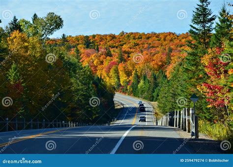 Fall Colors in Algonquin stock photo. Image of environment - 259479274