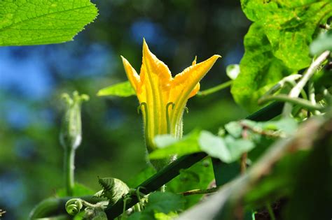 Pumpkin flower :) | Pumpkin flower, Plants, Flowers