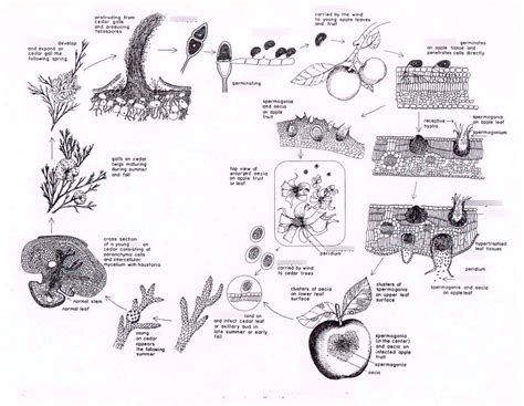 Types Of Fungal Spores