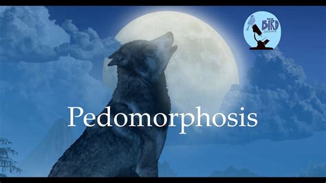 Pedomorphosis: Why you cant have a pet wolf - YouTube