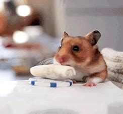 hamster eating hamster gif | WiffleGif