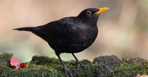 Blackbird Nesting: A Complete Guide | Birdfact