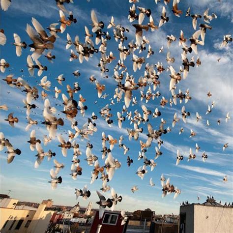 Revealed: the mechanism that allows birds of a feather to flock together - Pigeon Patrol Canada ...