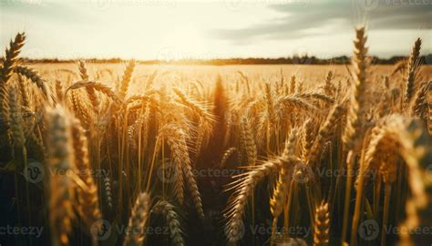 Golden wheat fields ripe for harvesting in autumn generated by AI ...