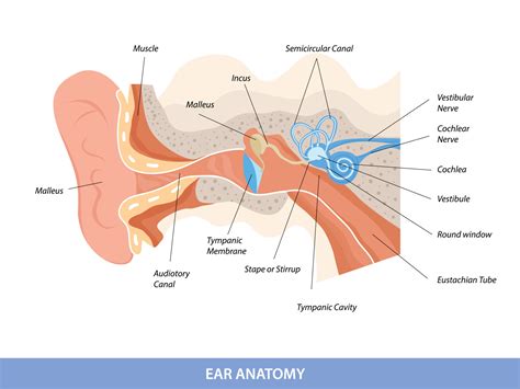 Human ear structure anatomical diagram 11351807 Vector Art at Vecteezy
