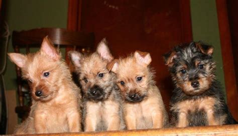 Adorable Carkie Puppies Yorkie & Cairn Terrier Mix - 11 Weeks Old for Sale in Uncasville ...