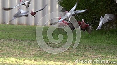 Group Gang-gang Cockatoo Flying Away in Slow Motion in Kalbarri ...