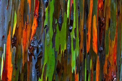 Rainbow Eucalyptus | Christopher Martin Photography