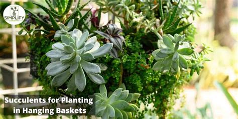 26 Best Trailing Succulents for Planting in Hanging Baskets - Simplify Gardening