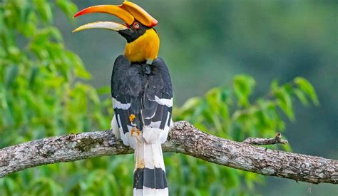 Chitwan National Park Bird Watching Tour: Chitwan Birding Tour