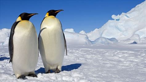 Emperor Penguin - Facts, Pictures, Habitat, Diet, Characteristics, Height, Information | Animals ...