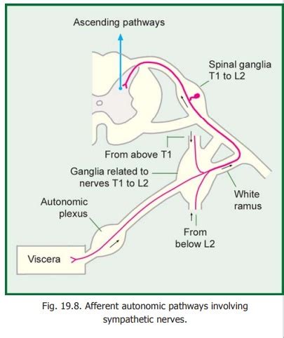 Afferent autonomic pathways