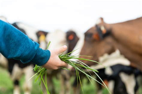 5 eye-opening benefits of grass-fed milk – The Mercury