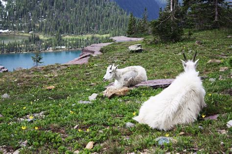 Mountain Goats: The Harsh Conditions Survivalists – MudFooted