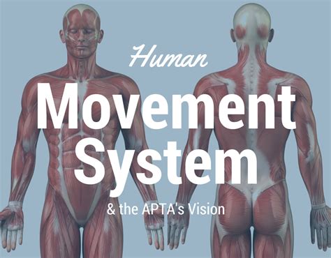 What Is The Human Movement System? Here is the movement system definition