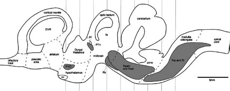 Diagrammatic sagittal section of the crocodile brain showing the... | Download Scientific Diagram