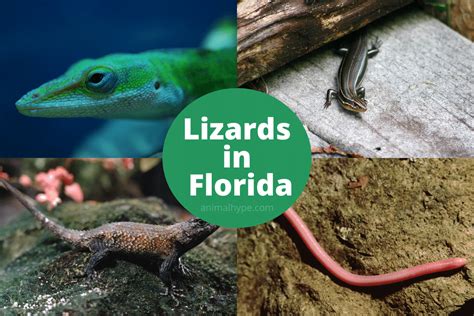 30 Types Of Lizards In Florida (With Pictures) - Animal Hype