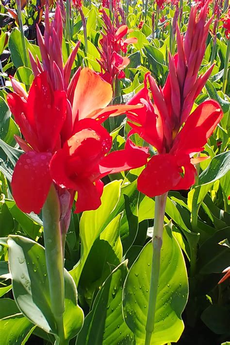 Kreta Cannas | Rhizome, Plants, Foliage