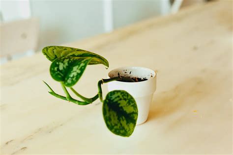 Plantas de interior fáciles de cuidar para tu casa - SobrePlantas.com