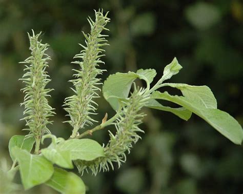 Salix caprea (Salicaceae) image 167955 at PhytoImages.siu.edu