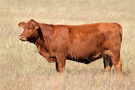 Red Angus Cattle Pictures, Images and Stock Photos - iStock