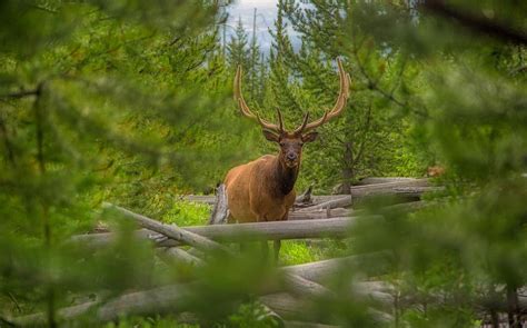 Bull Elk - Yellowstone Photograph by Mountain Dreams - Fine Art America