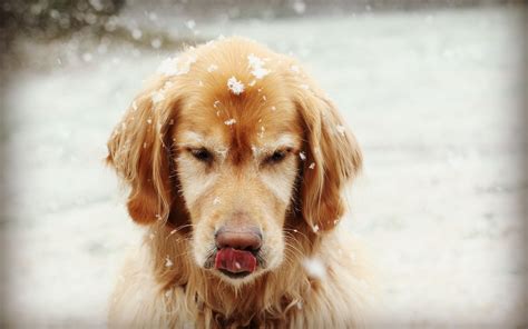 🔥 [50+] Dogs in the Snow Wallpapers | WallpaperSafari