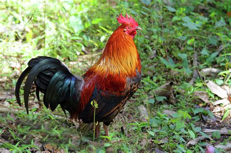 Hawaii’s feral chickens are taking over downtown Honolulu