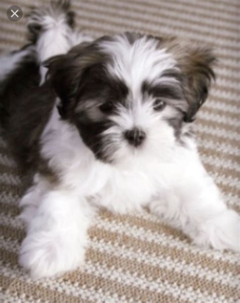 Shih Tzu Havanese Mix Puppies For Sale - Shih Tzu Dog