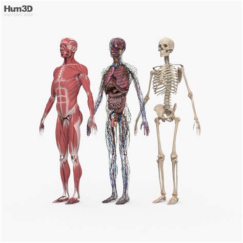 Complete Male Anatomy 3D model - Download Anatomy on 3DModels.org