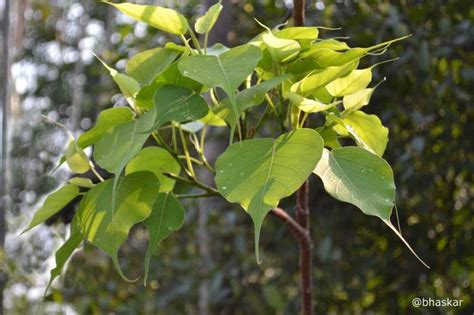 Peepal Tree Leaves | IndiaGetGreen blog