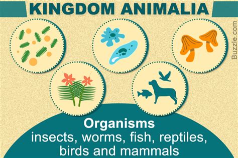 An Explanation of the 5 Significant Kingdoms of Living Things - Biology Wise