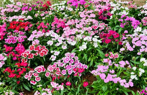 Growing Dianthus | ThriftyFun