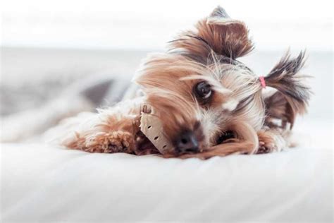 Yorkie Grooming Tips for Dog Owners at Home