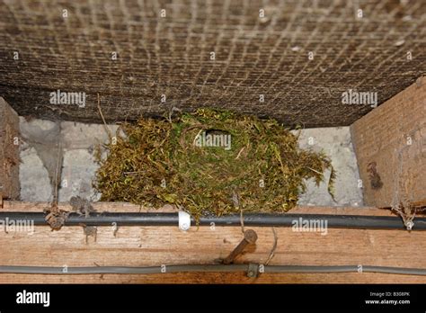 Winter Wren nest Stock Photo - Alamy