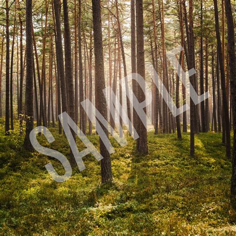 Forest Photo Printable Poster Forest Light Photo Poster Living Room ...