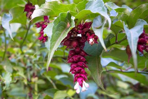 Arbre aux faisans (Leycesteria formosa) : culture et entretien - Le potager d'à côté