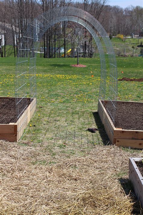 Cattle Panel Trellises - The Curious Road