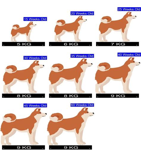 Shiba Inu Growth Chart: A Comprehensive Guide for Dog Owners - Radio Okapi