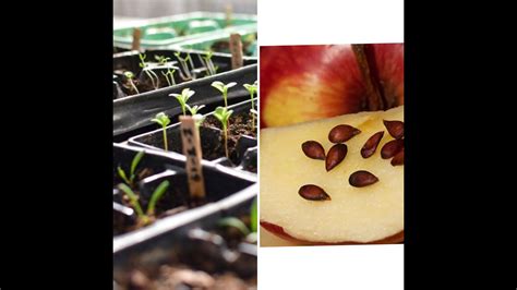 Apple Seed Germination | Turn Apple Seeds Into A Tree / Tommy’s ...