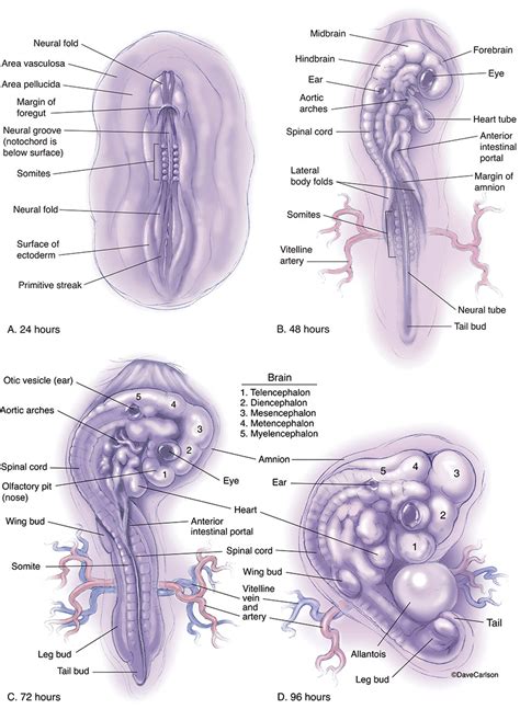 Chicken Embryo Development | Carlson Stock Art